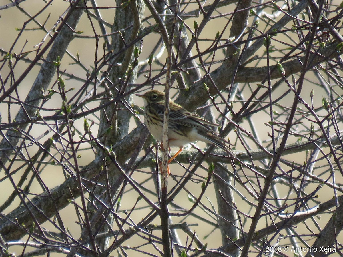 Meadow Pipit - ML93111191
