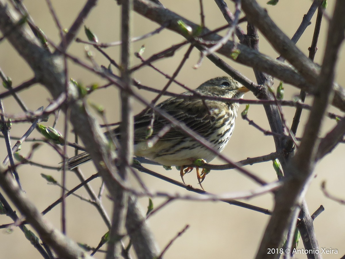 Meadow Pipit - ML93111201