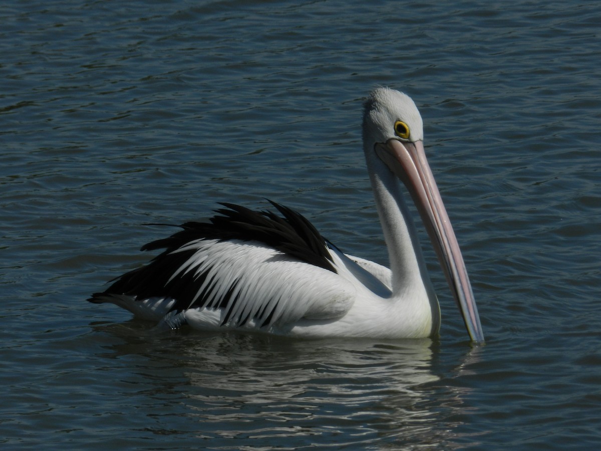 pelikán australský - ML93111211