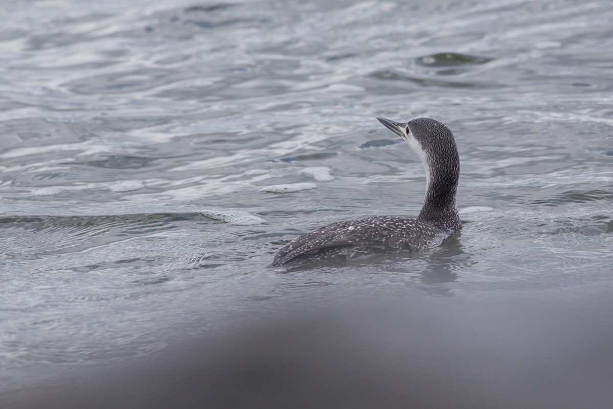 Red-throated Loon - ML93111631