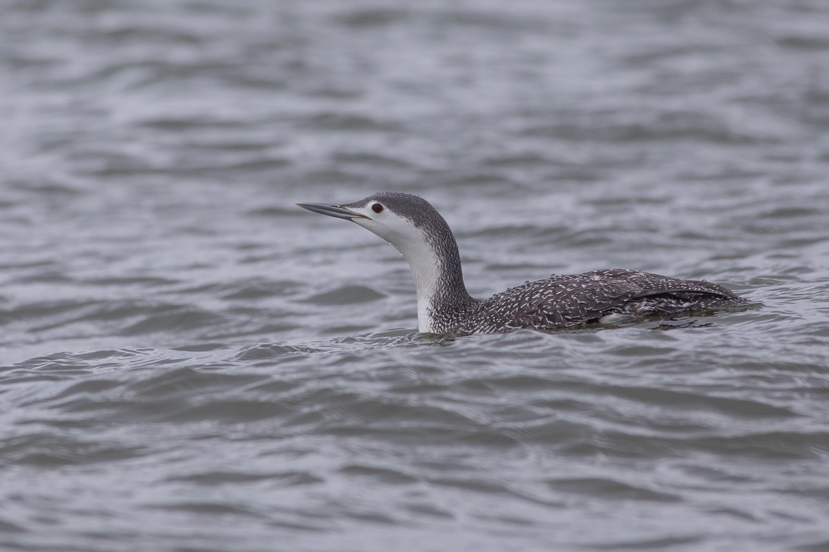 Red-throated Loon - ML93111641