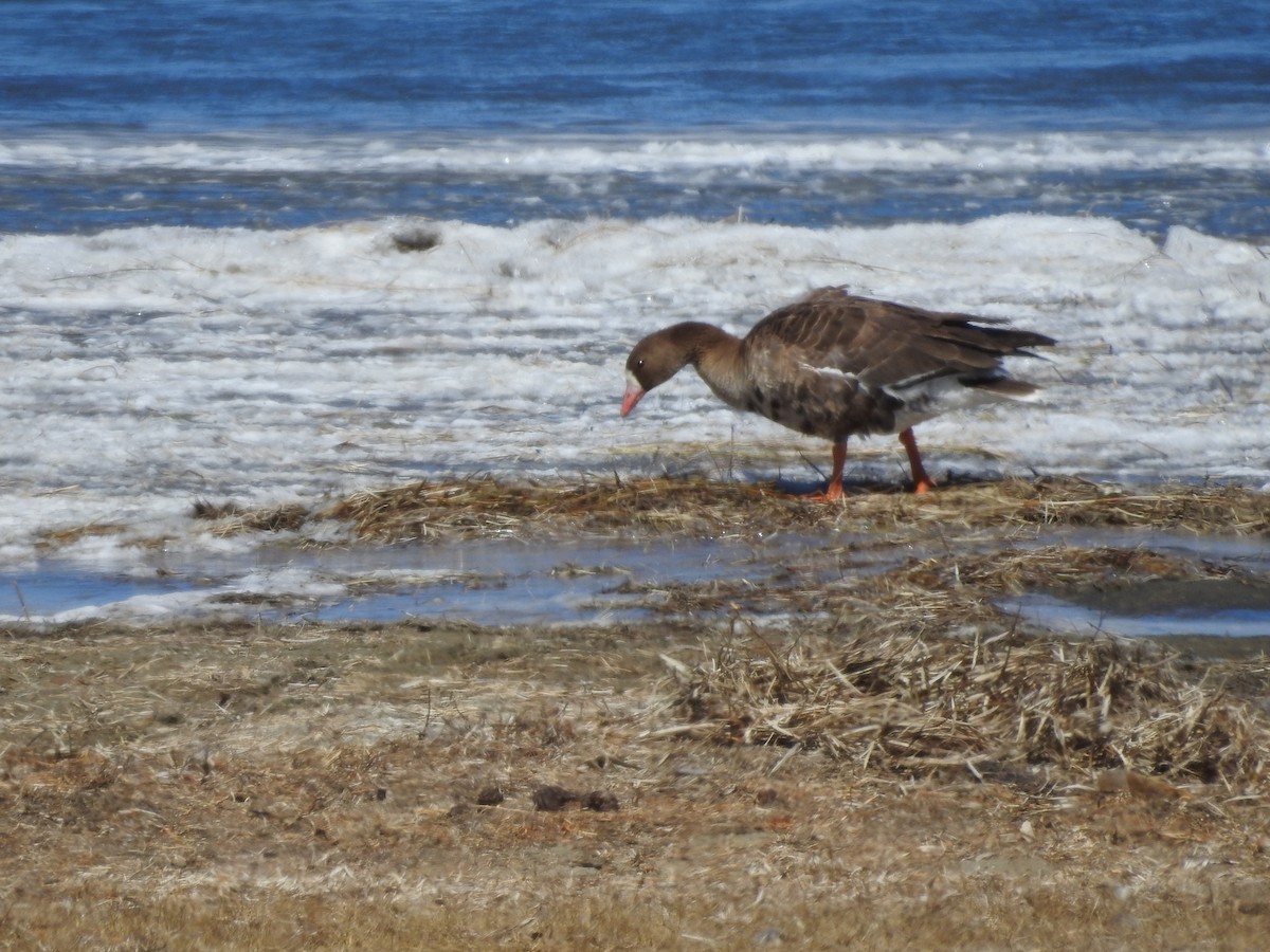 Greater White-fronted Goose - Philip Steiner