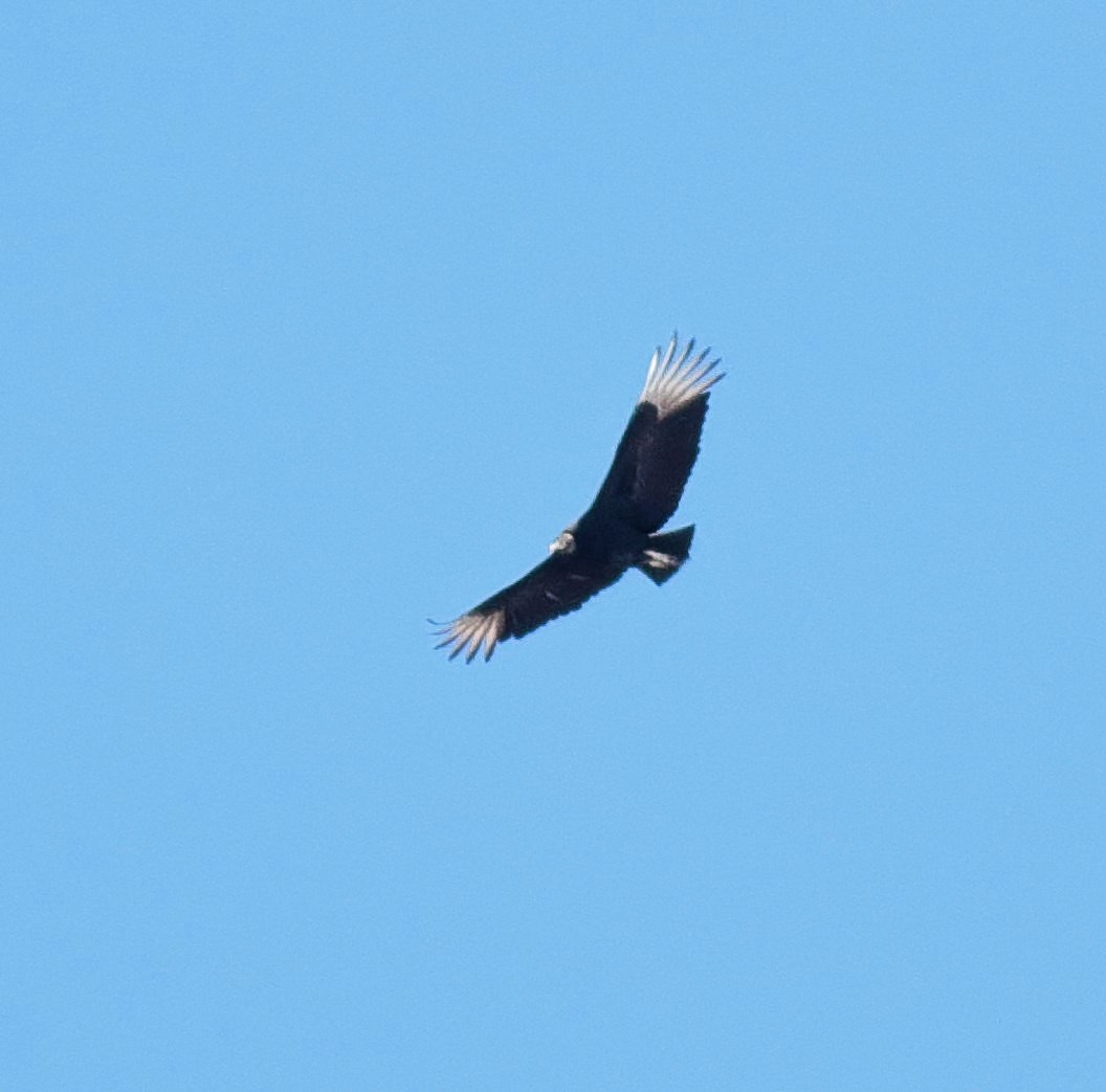 eBird Checklist - 26 Mar 2018 - Port Crescent Hawk Watch--Kinch Rd ...