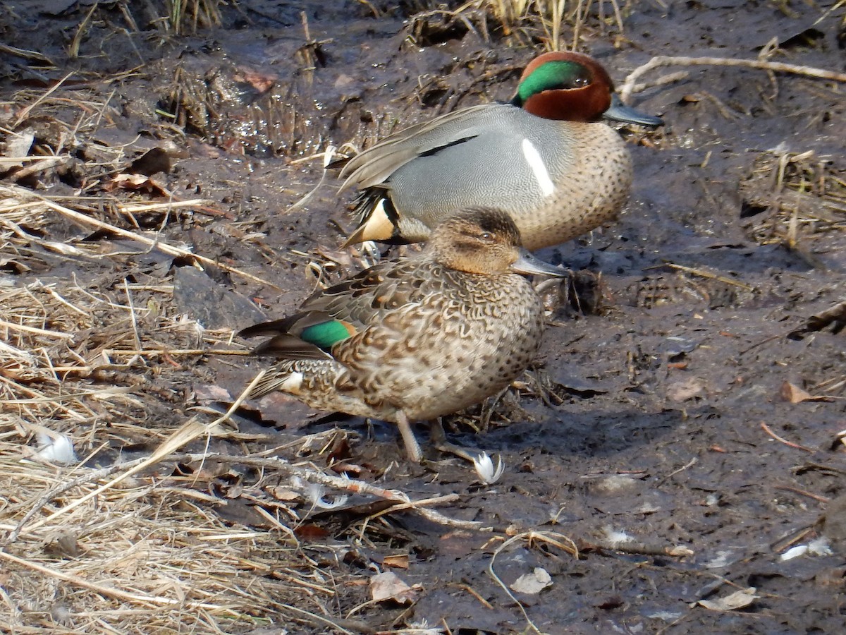 Green-winged Teal - ML93118171