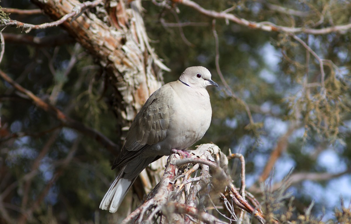 Eurasian Collared-Dove - Richard Bunn