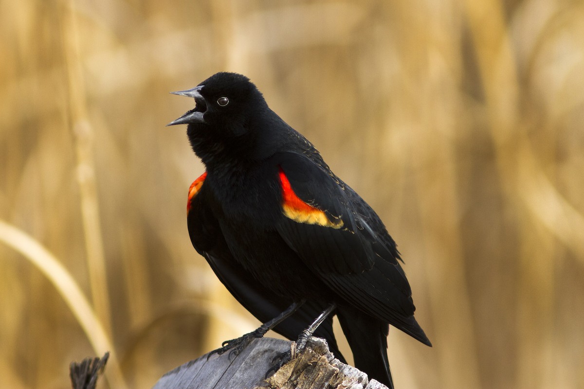 Red-winged Blackbird - Richard Bunn