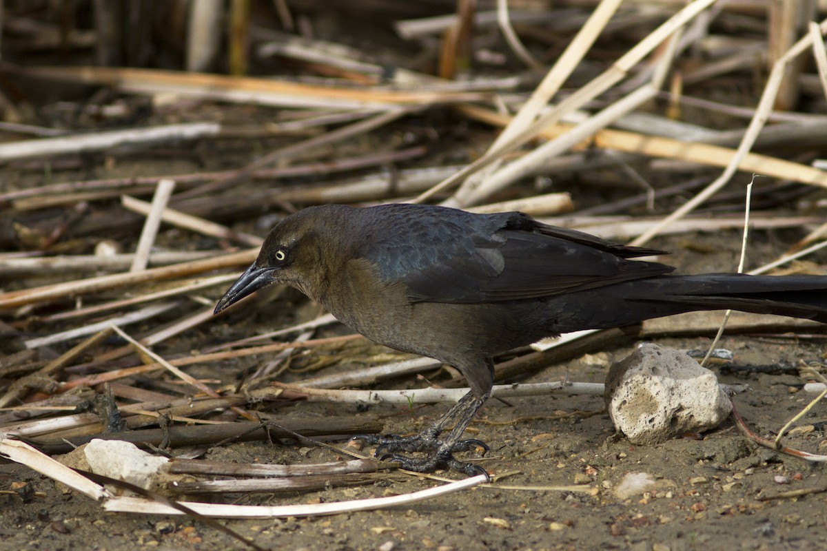 Great-tailed Grackle - ML93121521