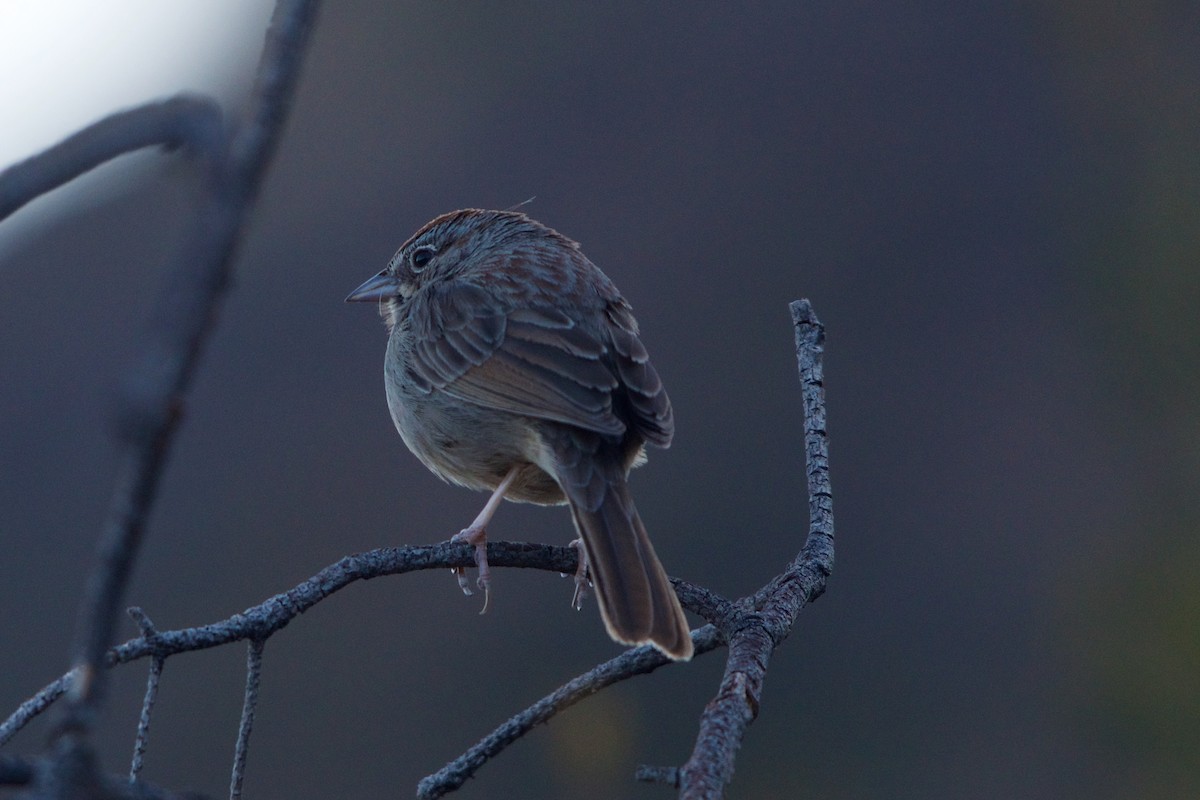 Rufous-crowned Sparrow - ML93123071