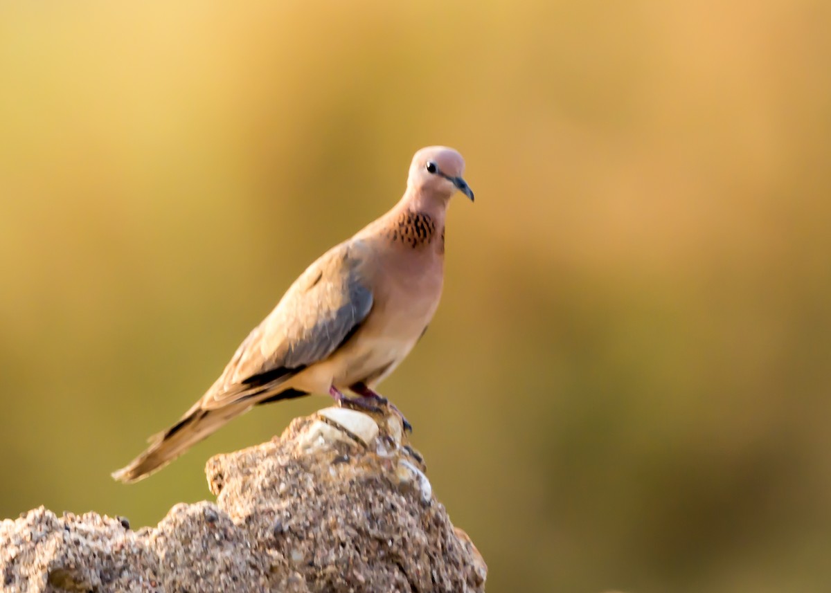 Laughing Dove - ML93123731