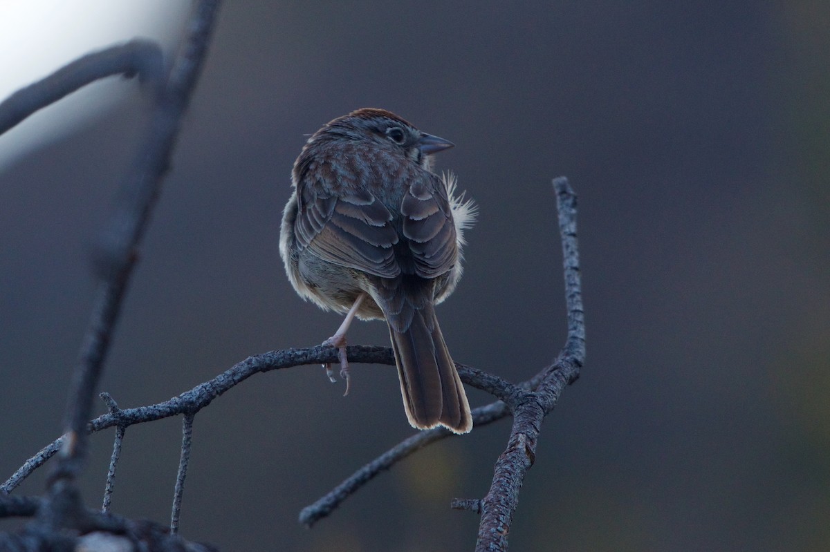 Rufous-crowned Sparrow - ML93123741