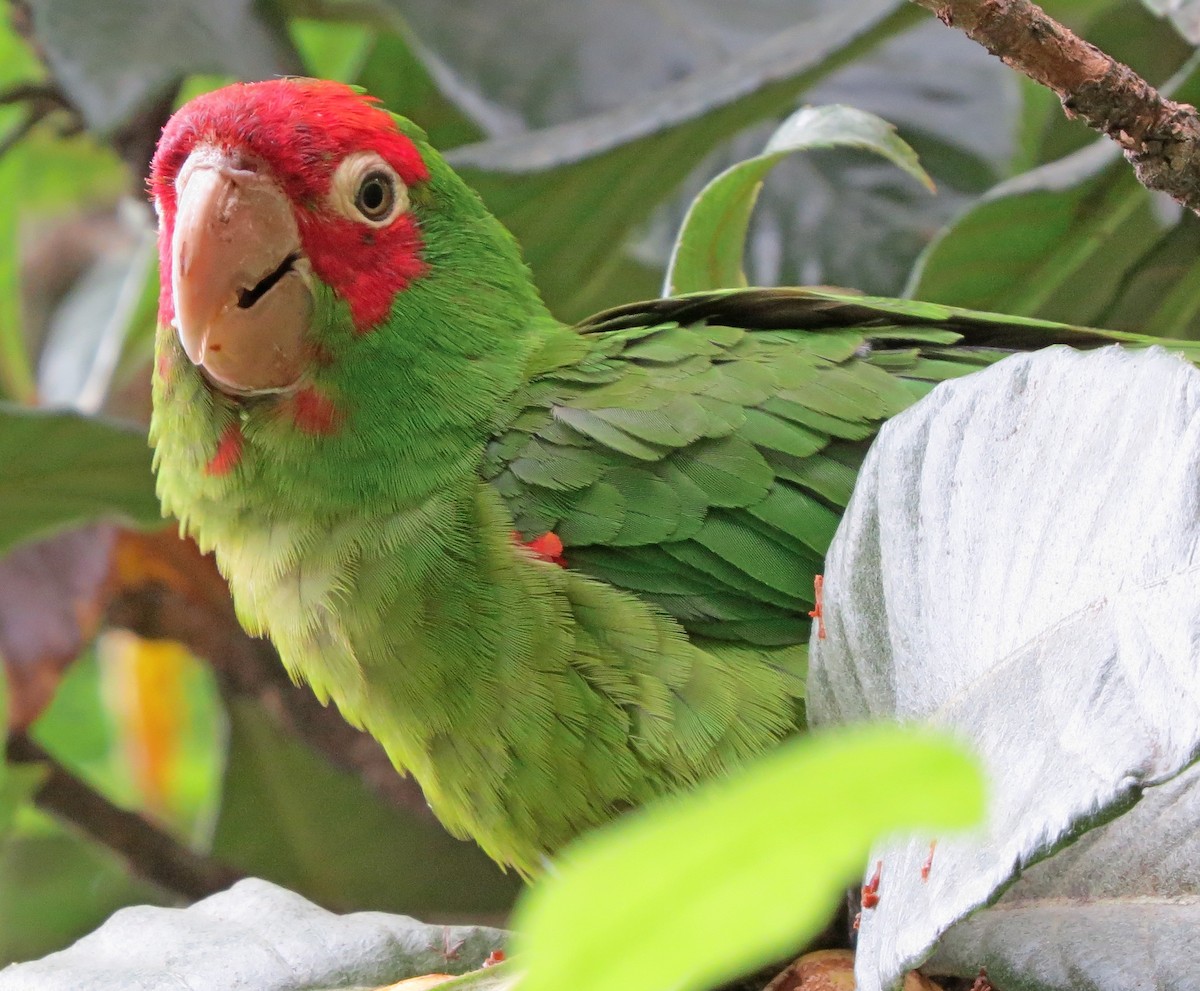 Red-masked Parakeet - Lauri Taylor