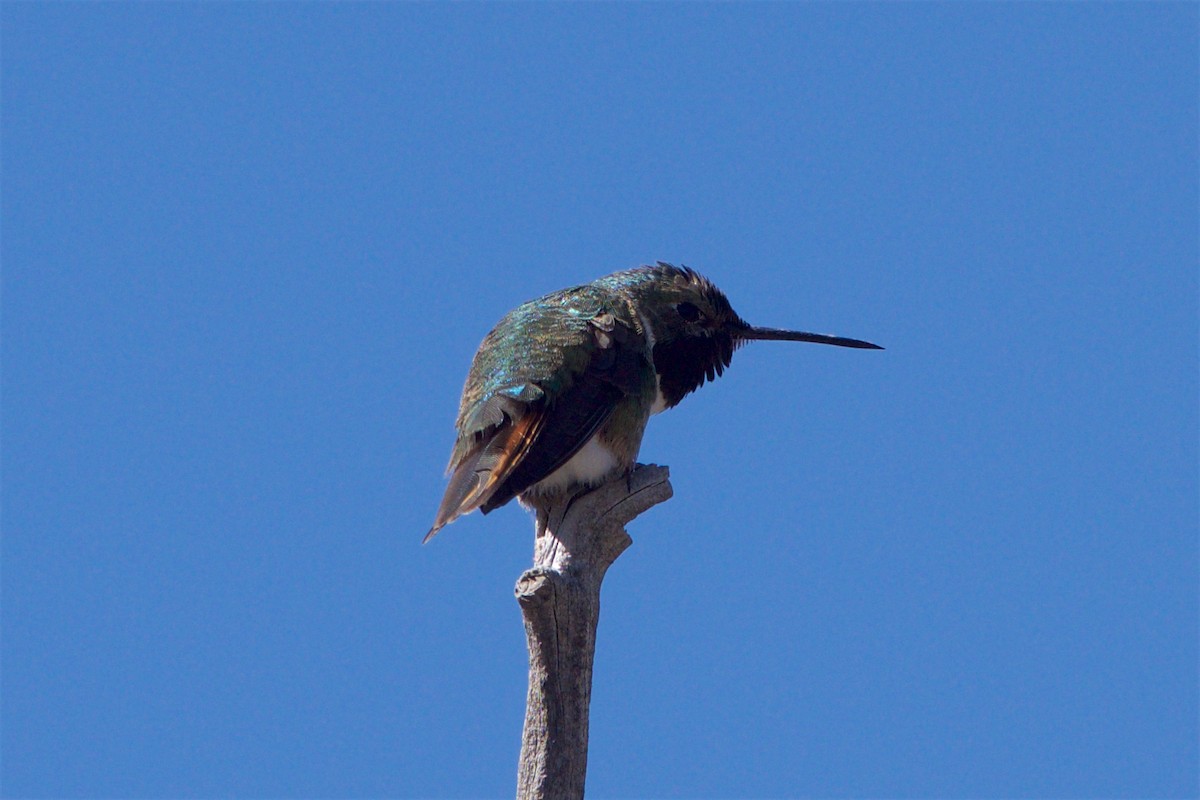 Broad-tailed Hummingbird - ML93125161