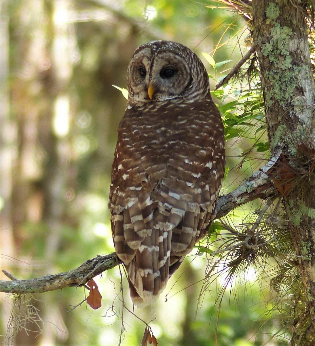 Barred Owl - Jim Eager