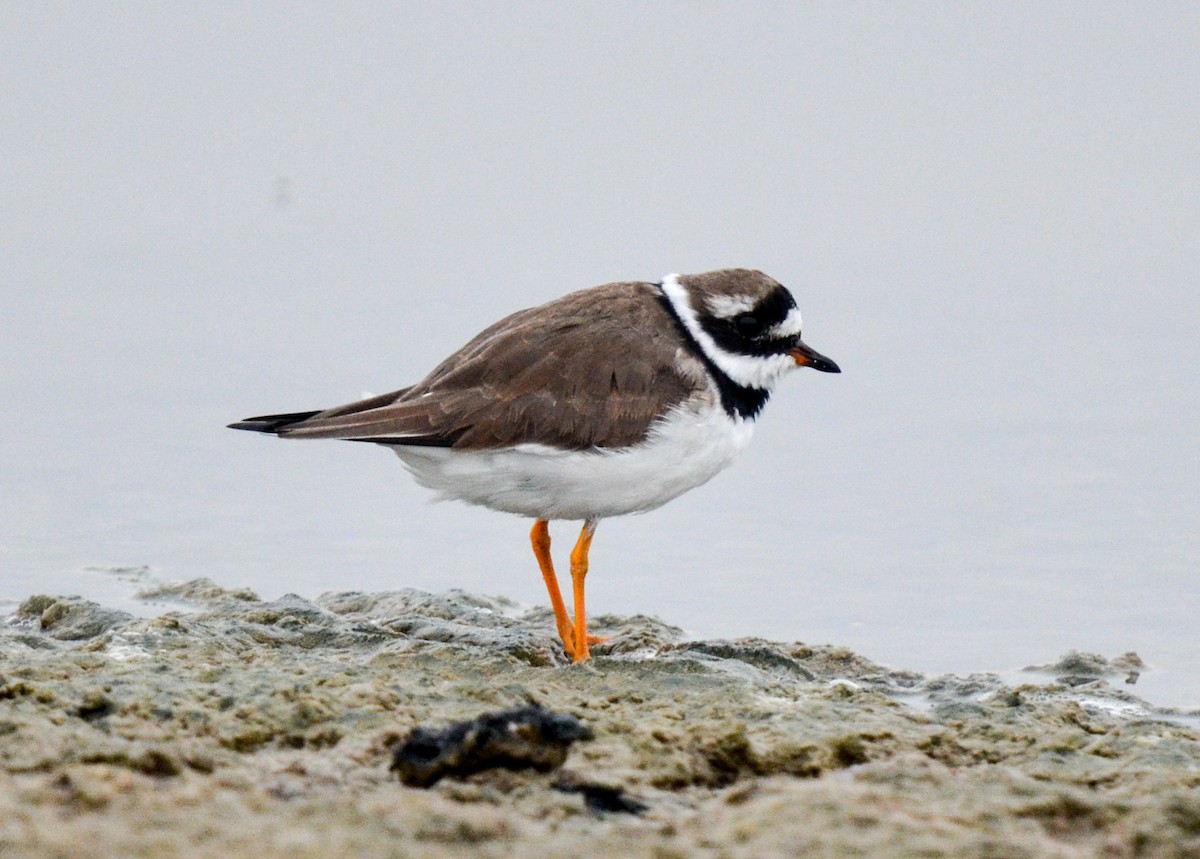 Common Ringed Plover - ML93127261