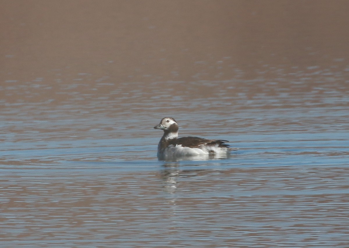 Long-tailed Duck - ML93127541
