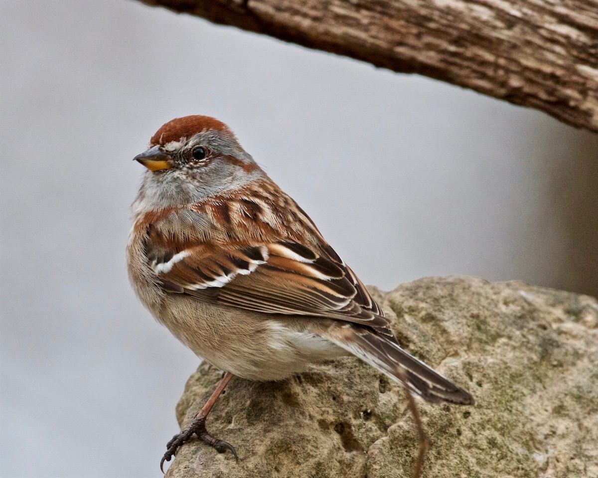 American Tree Sparrow - ML93132451