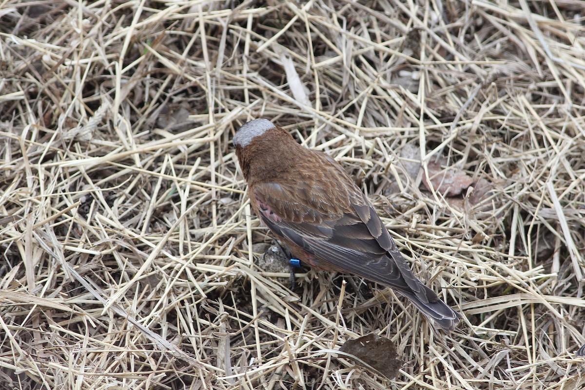 Gray-crowned Rosy-Finch (Gray-crowned) - ML93133791