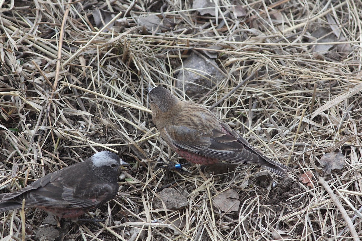 Brown-capped Rosy-Finch - ML93136361