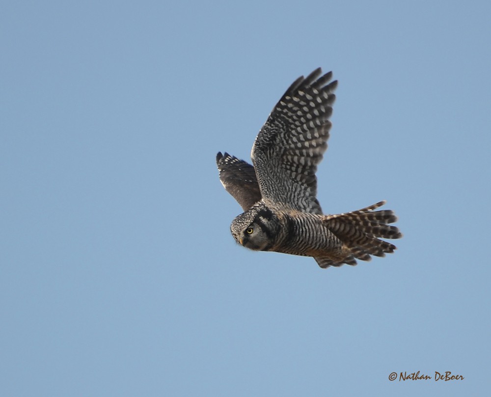 Northern Hawk Owl - Eric Rasmussen