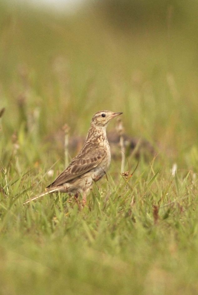 Short-billed Pipit - Márcio Repenning