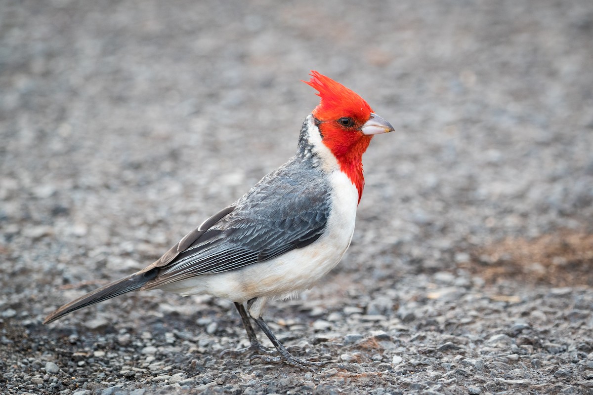 Red-crested Cardinal - Ryan Sanderson