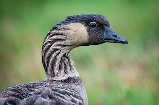 Hawaiian Goose, ML93154191