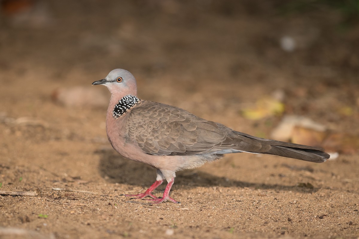 Spotted Dove - ML93155371