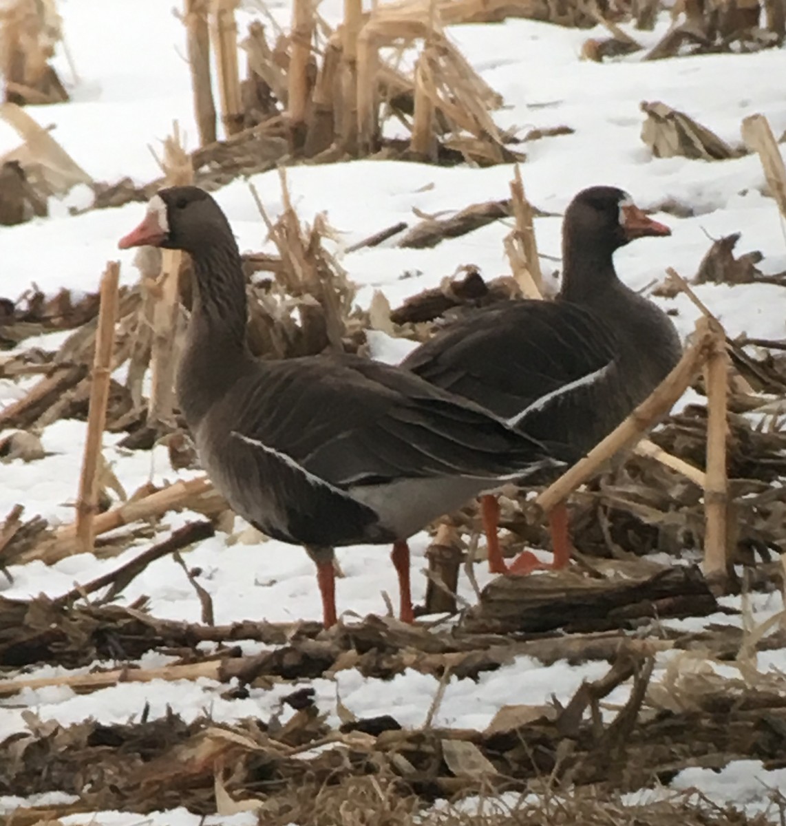 Greater White-fronted Goose - ML93157411
