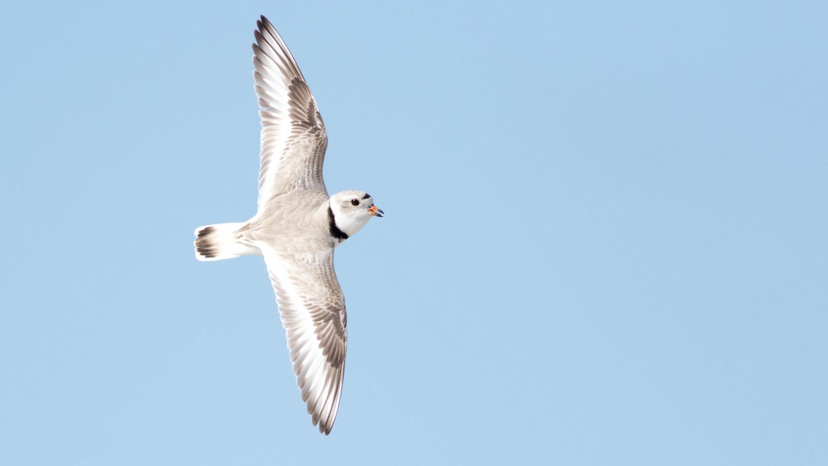 Piping Plover - ML93157621