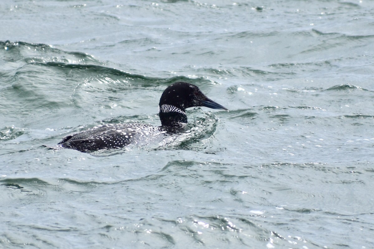 Common Loon - Steven Weiss