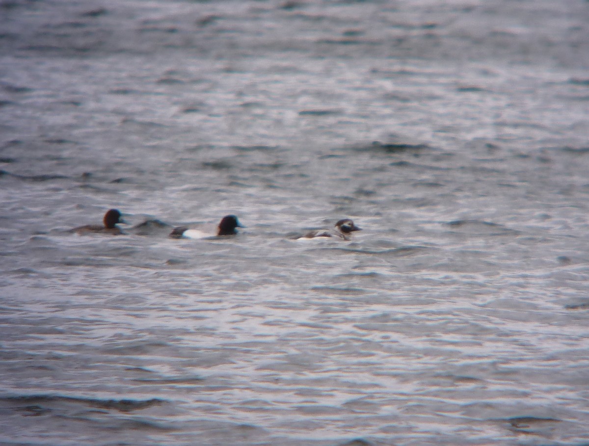 Long-tailed Duck - R Green