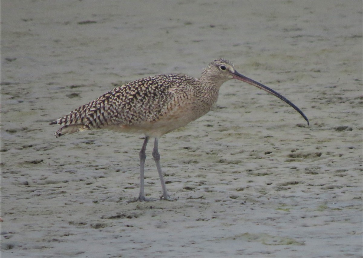Long-billed Curlew - ML93160111