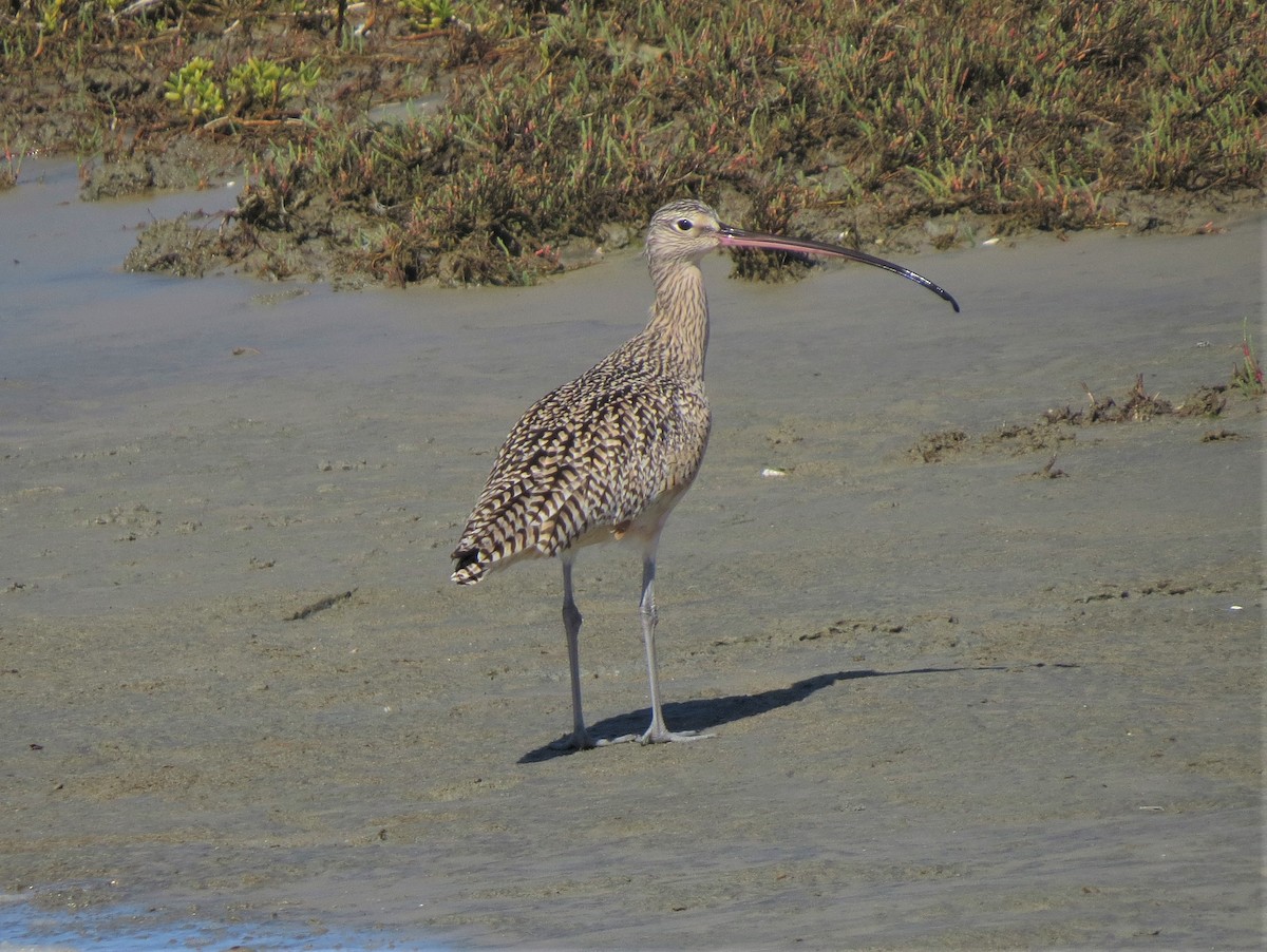 Long-billed Curlew - ML93160941