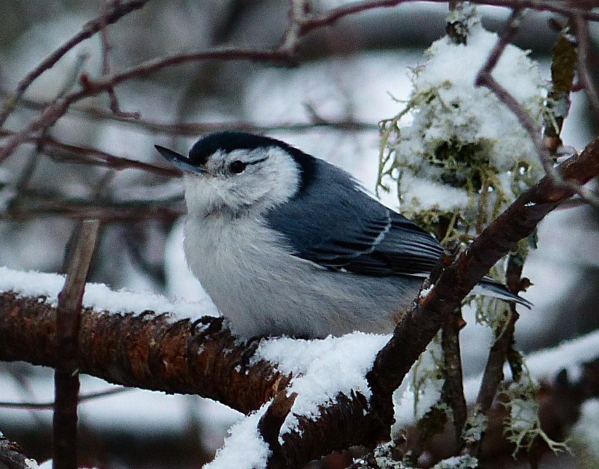 White-breasted Nuthatch - ML93166271