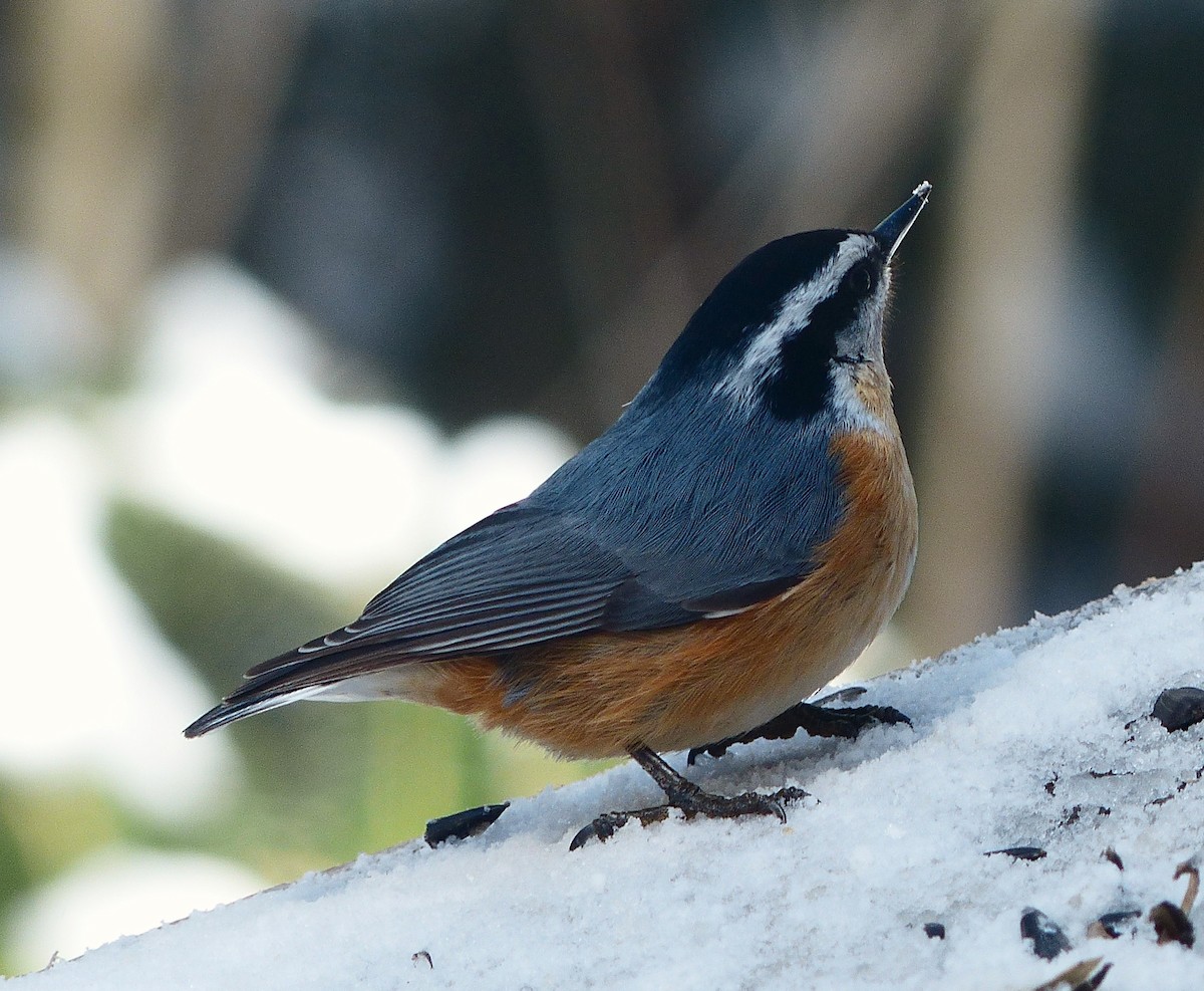 Red-breasted Nuthatch - ML93166821