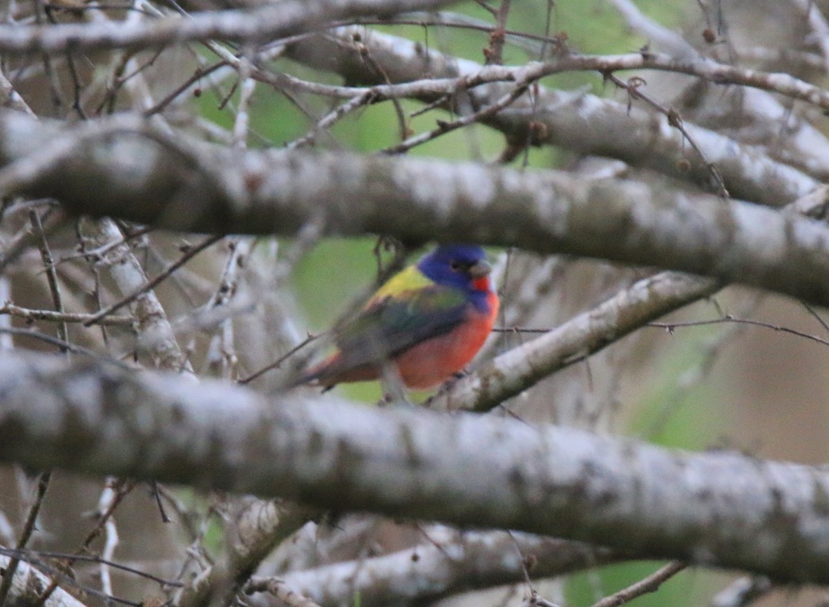 Painted Bunting - ML93167241