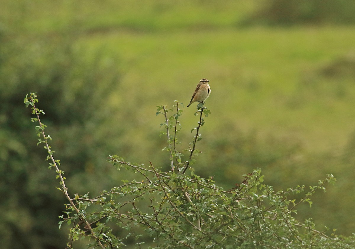 Whinchat - ML93168141