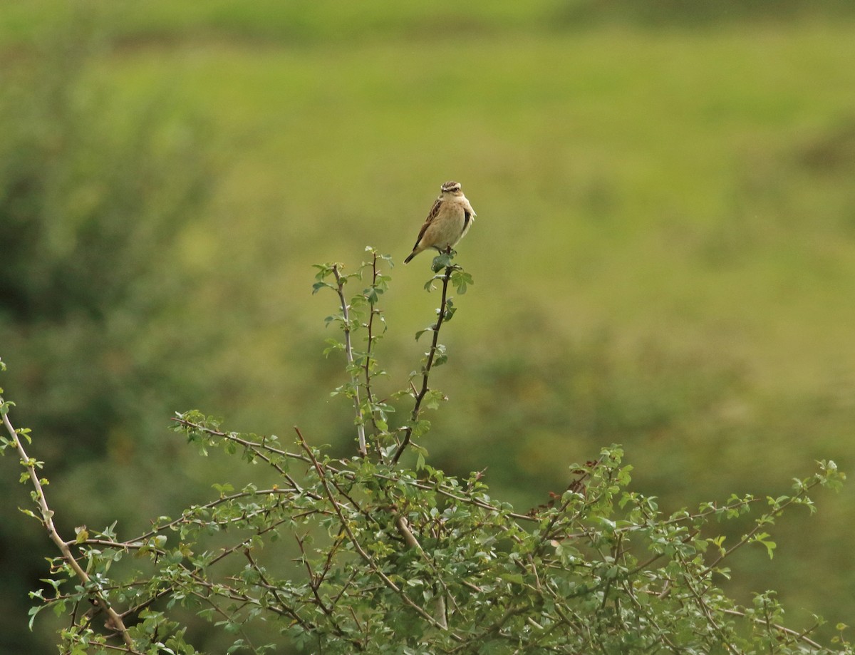 Whinchat - ML93168201
