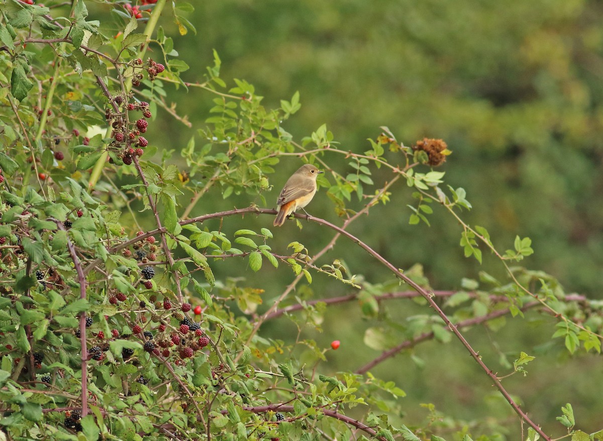 Common Redstart - Andrew Steele