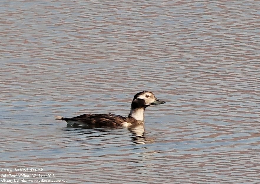 Long-tailed Duck - ML93174191