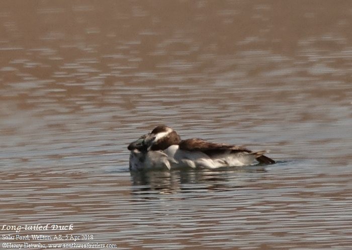 Long-tailed Duck - ML93174241