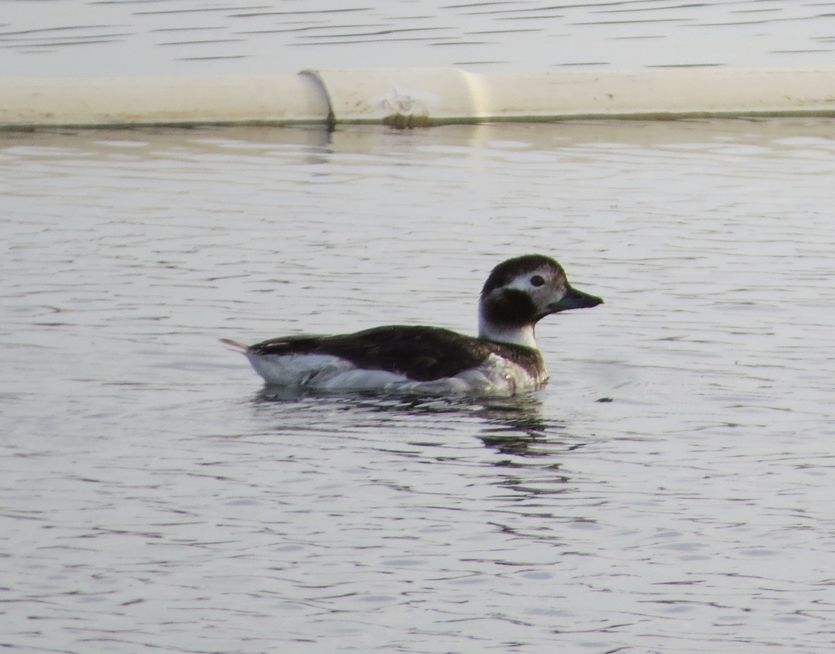 Long-tailed Duck - ML93177371