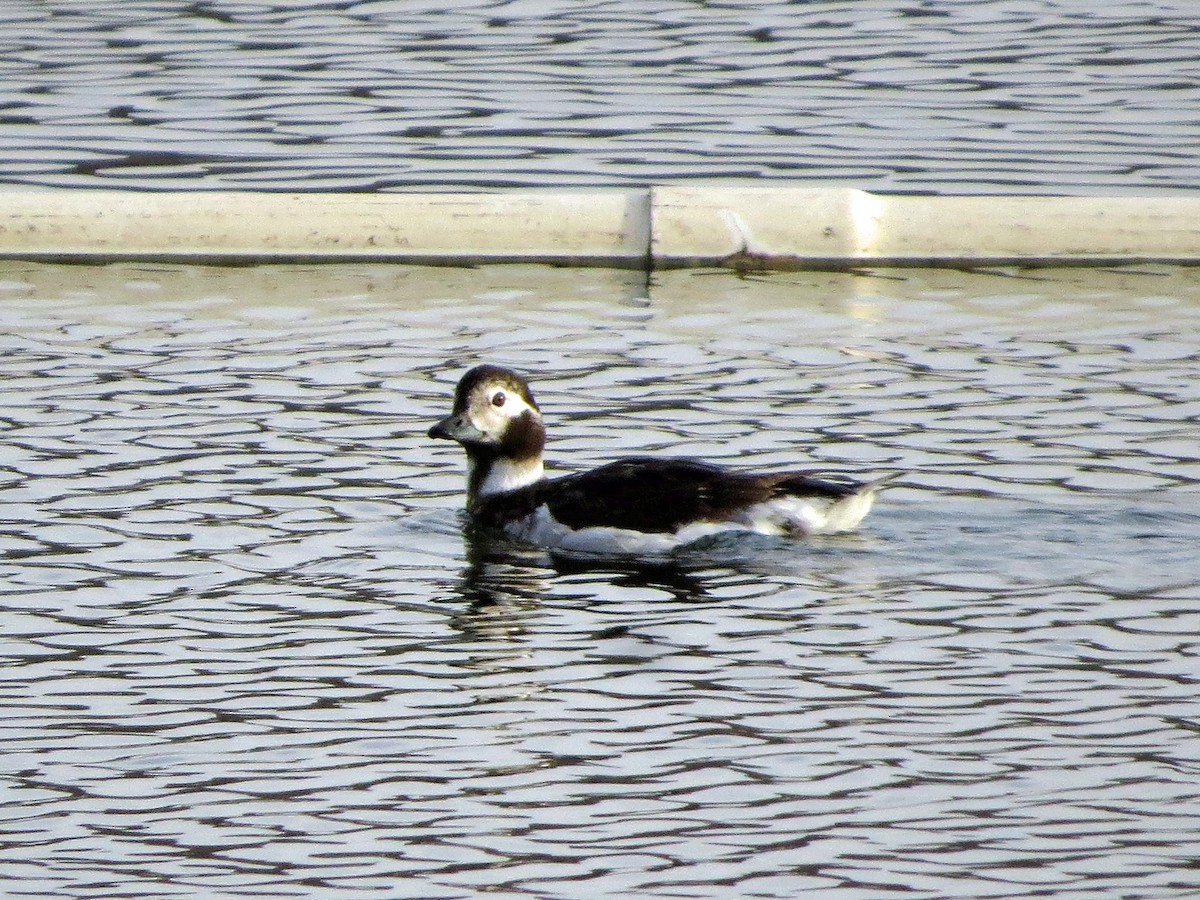 Long-tailed Duck - ML93177411