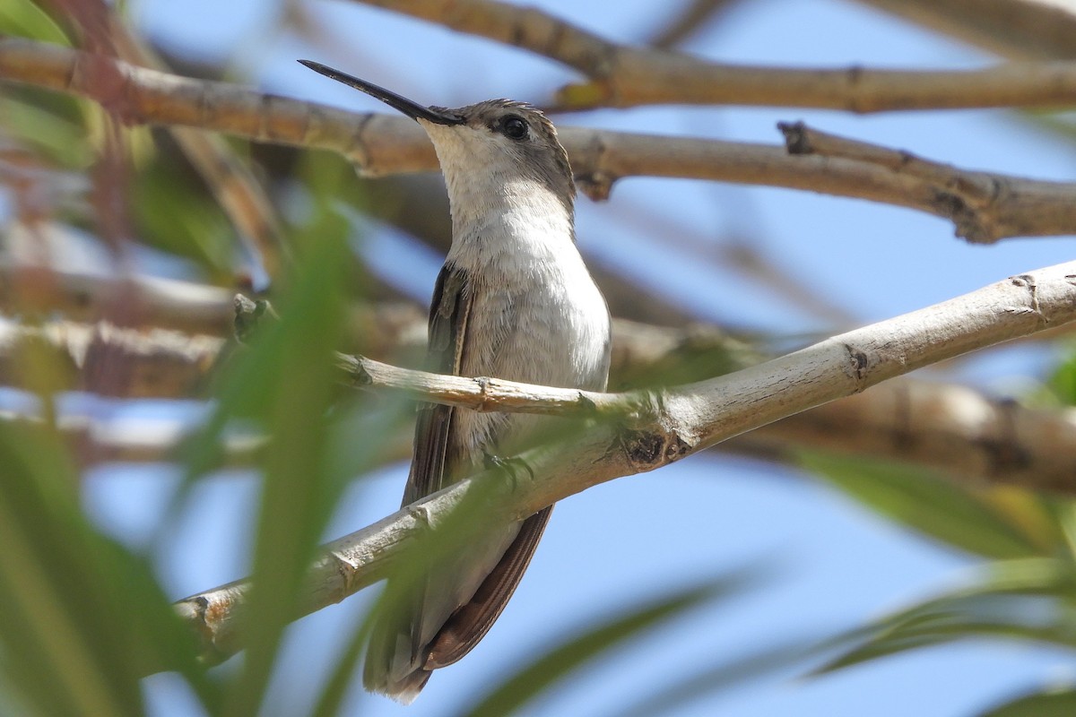 Costa's Hummingbird - Susan Voelker