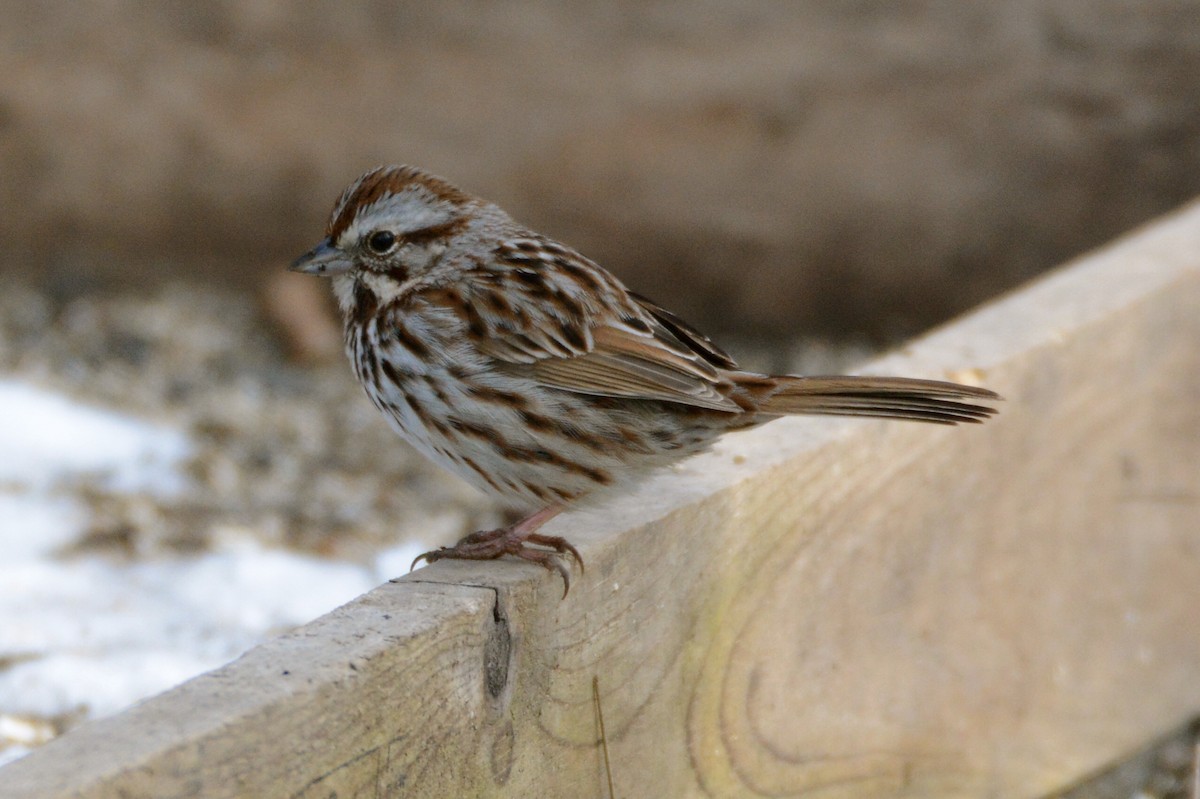 Song Sparrow - jean pierre machet