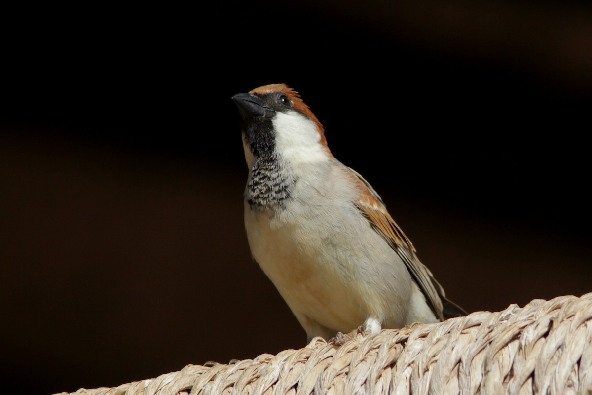 Somali Sparrow - Richard Dunn