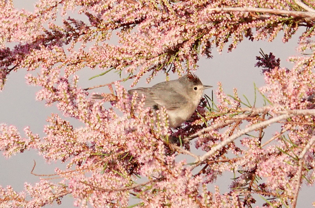 Lucy's Warbler - ML93183901