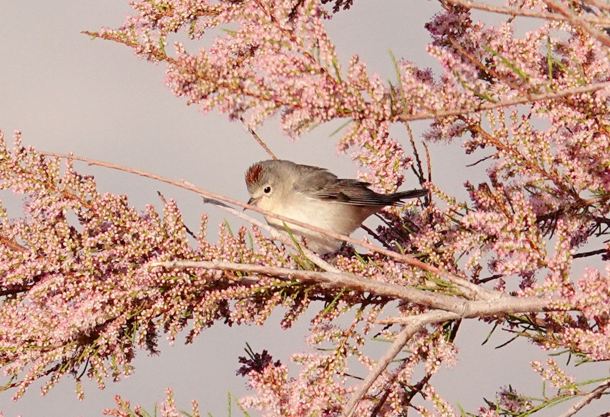 Lucy's Warbler - ML93183911