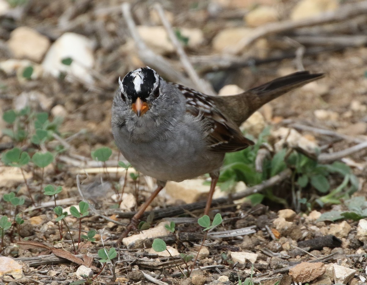White-crowned Sparrow - ML93187241