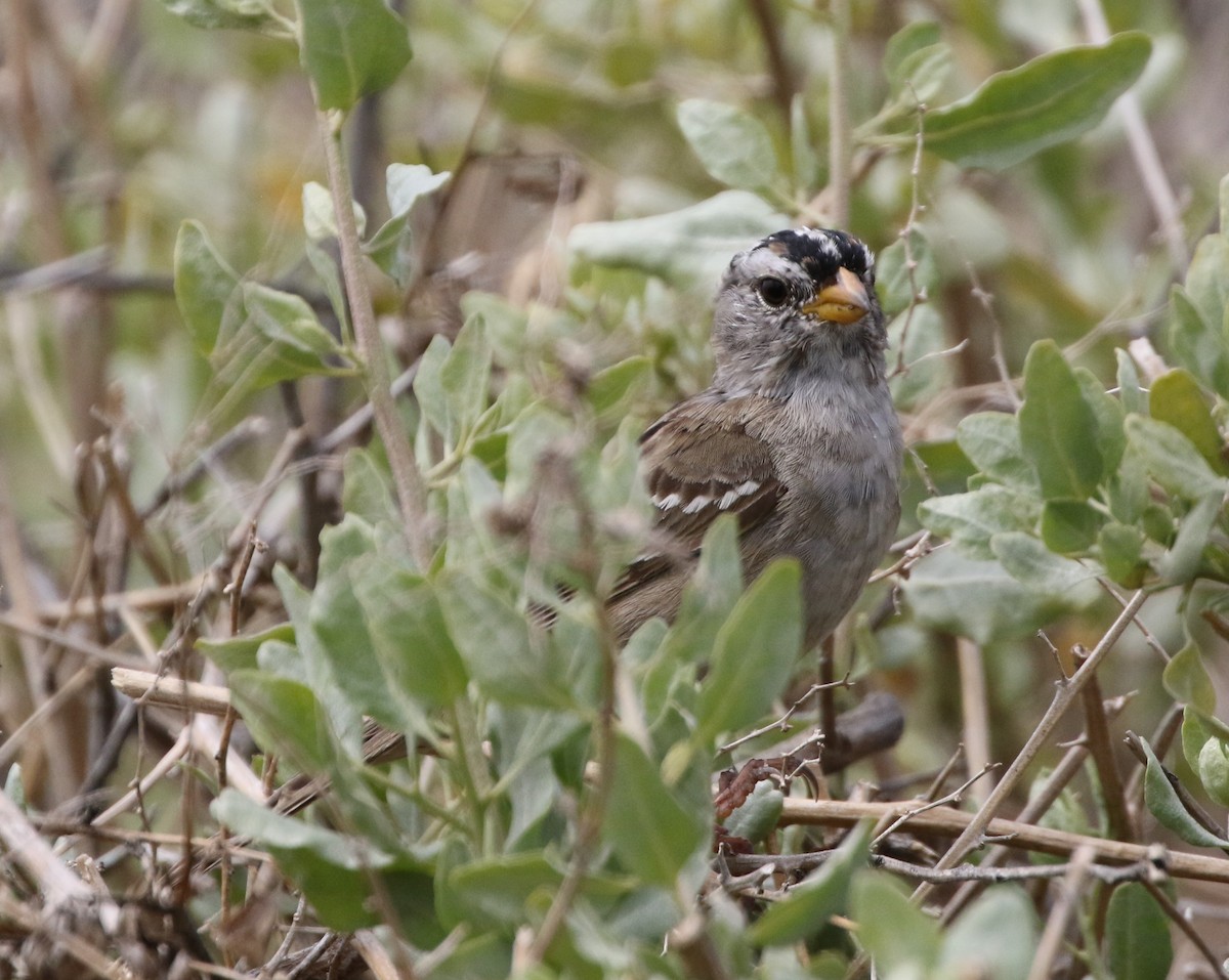 White-crowned Sparrow - ML93187251